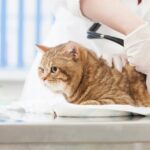 保護猫の病院の費用とその検査や検診の費用の相場は？