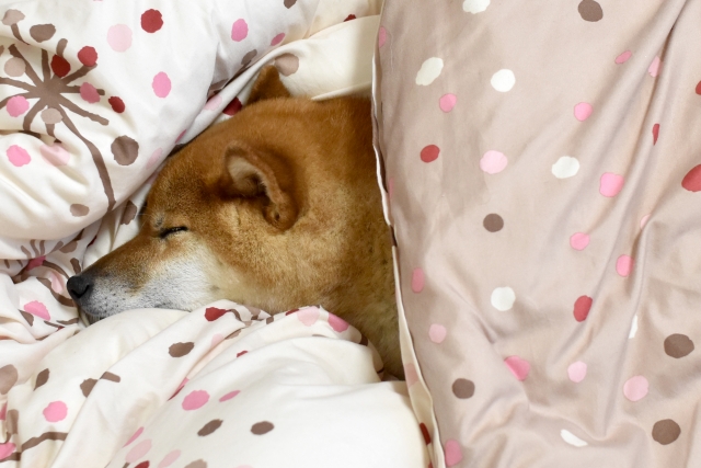 柴犬の睡眠時間は 子犬と成犬の平均的な寝る時間を解説 困ってしまってワンワンワンワン