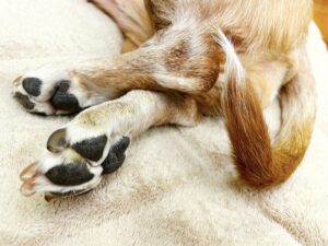 犬が爪を噛む原因と対策とは？飼い主さんの愛犬との関わり方も大切！
