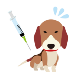 犬の予防接種スケジュール！毎年どんな間隔で何種類？値段も紹介！