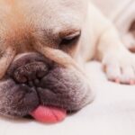 老犬がずっと寝てる…睡眠時間が増えたけど食欲はあるのは病気？