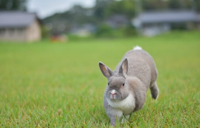 うさぎは時速何キロで走れる ジャンプ力の高さも合わせて徹底解明 Rabbit Lovers