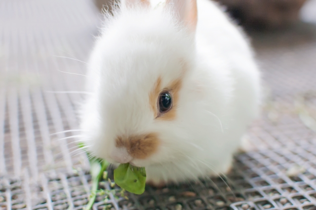 うさぎがご飯を食べない原因と対処法 原因の1つのうっ滞とは Rabbit Lovers