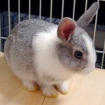 うさぎが下痢をした その原因と症状 そして対処法 Rabbit Lovers