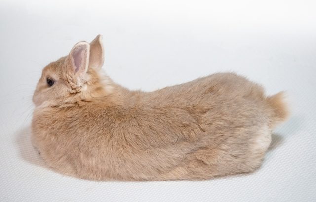 ホーランドロップの大きさは 体重や体長 性格はどうなの Rabbit Lovers