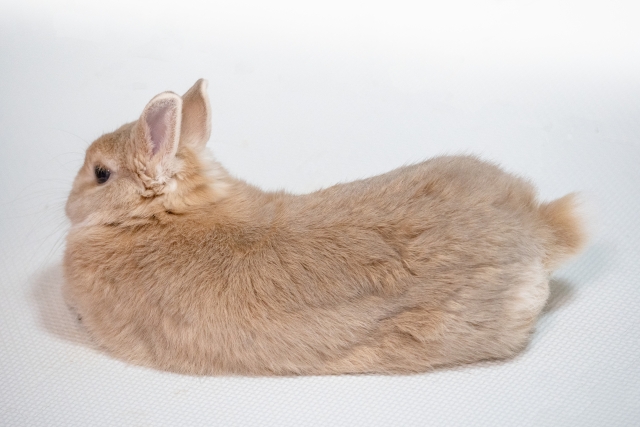うさぎが蟯虫 白い寄生虫 にやられた 原因と対策方法を解説 Rabbit Lovers