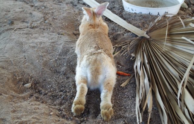 うさぎに肉球はあるの ないの 意外なうさぎの足裏について Rabbit Lovers