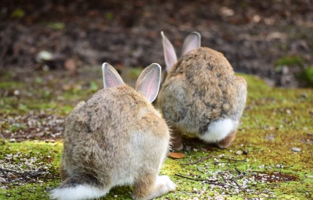 うさぎの下痢はビオフェルミンで治せるの 詳しく解説 Rabbit Lovers