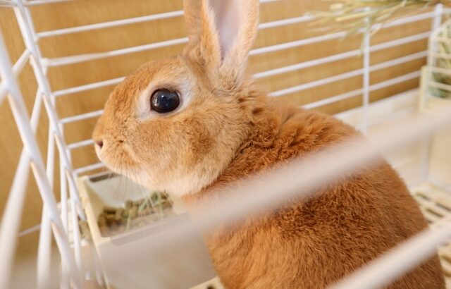 ネザーランドドワーフがなつくまでの期間は コツやしつけ方は Rabbit Lovers