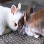 うさぎは時速何キロで走れる ジャンプ力の高さも合わせて徹底解明 Rabbit Lovers