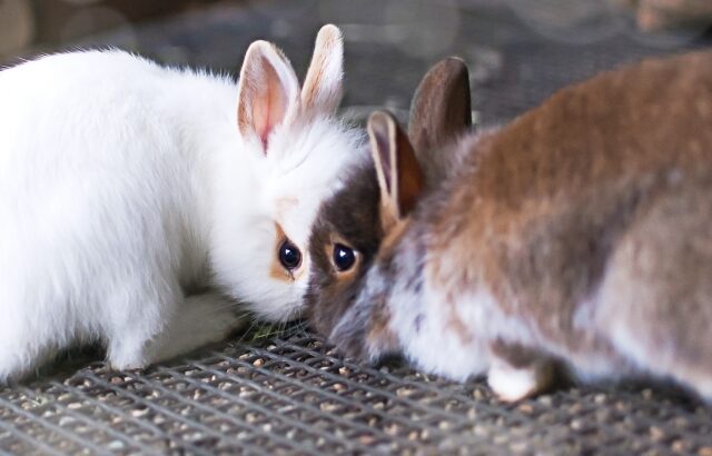 うさぎが首を振る理由は 病気の可能性アリ注意 Rabbit Lovers