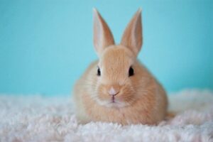 うさぎがぷうぷう鳴く 鳴き声を出しながら走る理由は Rabbit Lovers