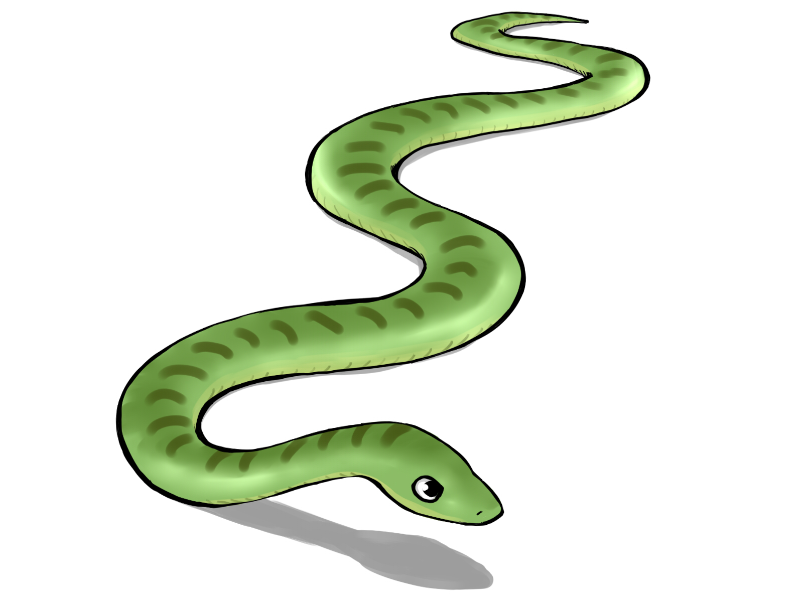 蛇の進み方には4種類ある！原理と足がないのに進める理由は？ | 爬虫類＆両生類！