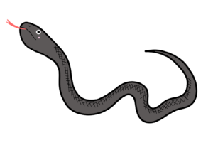シシバナヘビのラベンダーの特徴は？値段、相場、飼い方をチェック！