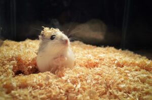 ハムスターが藁を食べる理由は オススメの床材の種類も紹介 ネズミモクな奴ら