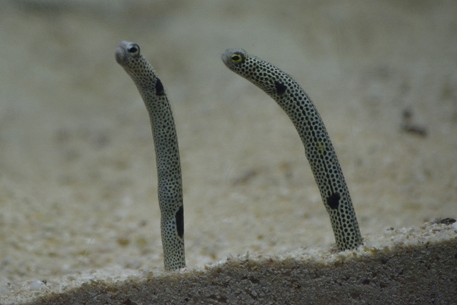 チンアナゴの繁殖を見ることはできる 性別について解説 熱帯魚lovers