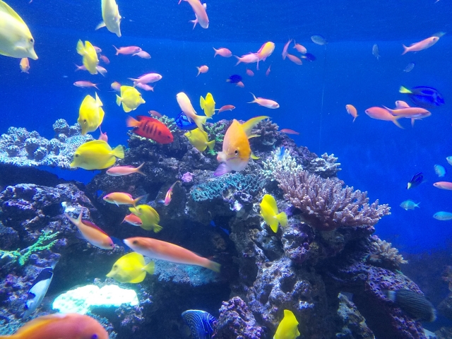 熱帯魚のパッキングに酸素は必要 その方法について詳しく解説 熱帯魚lovers