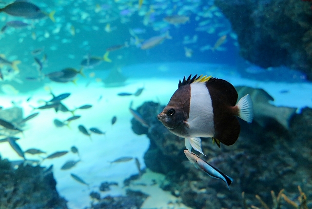 もしも飼っている熱帯魚が死んだらどうするの？処理方法を解説！