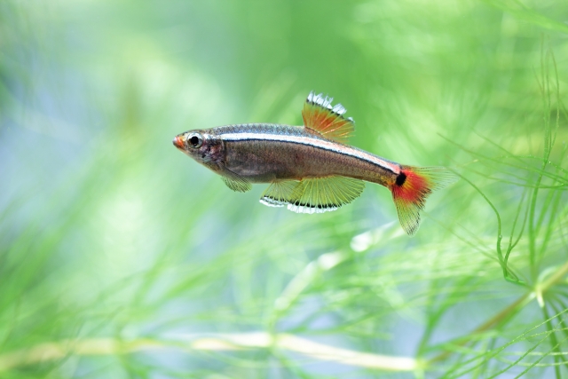 アカヒレの寿命の平均は 長生きさせる飼育のコツを解説 熱帯魚lovers