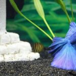 ベタの稚魚の水替えの方法と注意点を解説 熱帯魚lovers