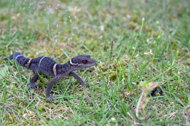 ヒョウモントカゲモドキの黒いモルフ ブラックナイトあらわる