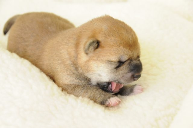 生まれたての柴犬の赤ちゃんって体重はどのくらいでどんな色？