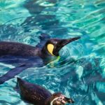 仙台うみの杜水族館にペンギンは何種類いるの？赤ちゃんの情報も紹介。