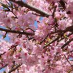 桜の満開の最短記録って何日間？詳しく解説！