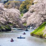 ソメイヨシノの花びらの枚数は何枚？桜の特徴や花言葉について！