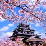 松江城の桜は一見の価値あり！開花時期はいつ？ライトアップやお城まつり情報も！