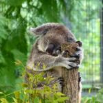 平川動物園のコアラの歴史！何匹いる？抱っこは？解説してみた！