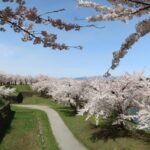 五稜郭の桜の時期はいつ頃が満開？桜祭りやお花見について徹底検証！