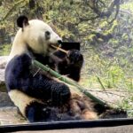 上野動物園でパンダはいつまで見れる？公開日や何匹か名前は等徹底解説！