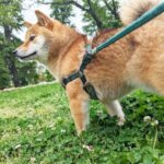 奈良公園はペットも同伴可?散歩のときの犬のリードは規制がある?!