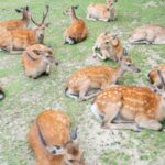 奈良公園の鹿は何匹いるの？鹿の種類や鹿せんべいについても解説！