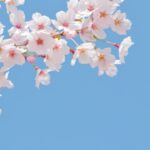 金沢城公園の桜開花の見頃は？おススメの場所や種類は？