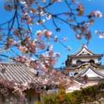 彦根城の桜まつり2024について！屋台や臨時駐車場がどうなるのか予測！