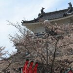 浜松城の桜祭りの見頃はいつ？ライトアップや屋台などを徹底調査！