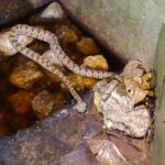 石垣島にいるヘビの種類は？ハブの出る時期や注意点などを調べてみました！