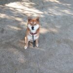 浜名湖の観光は犬連れでも楽しめる？ワンコOKなホテルはある？調べました！